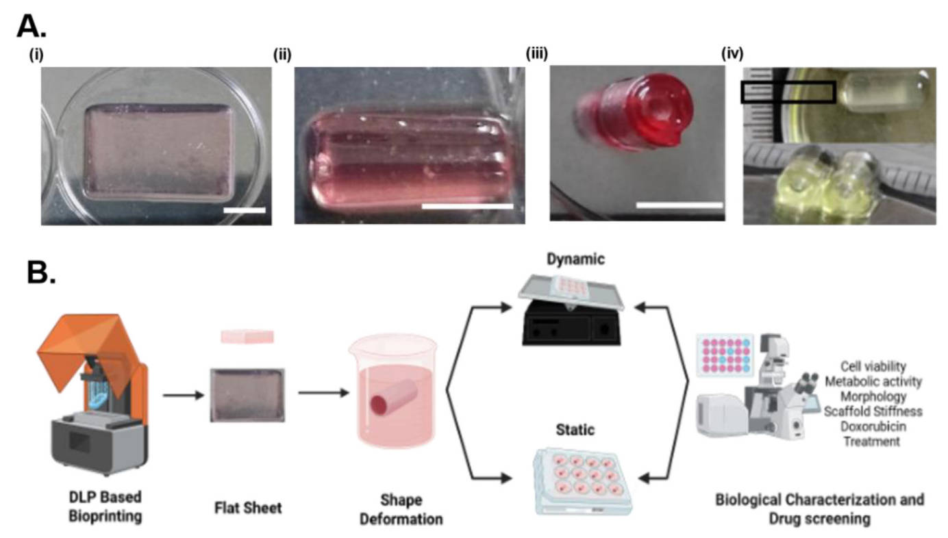 4D-printed breast cancer model mimics duct-like tissue explains treatment resistance