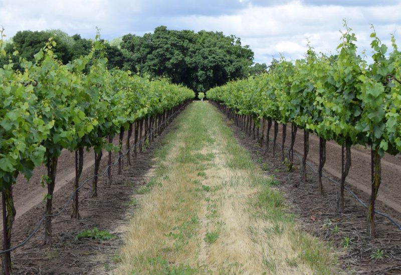 NORTH COUNTRY LIMOUSINE OPENS RESERVATIONS FOR FALL WINERY TOURS ON LONG ISLAND